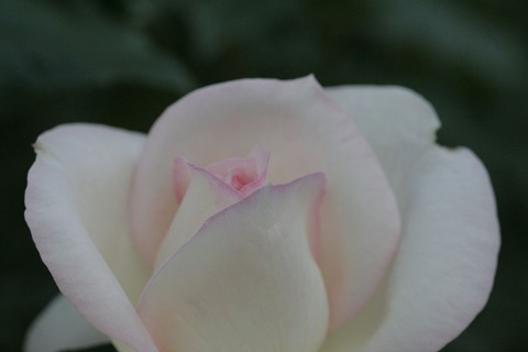 チャイコフスキー4621