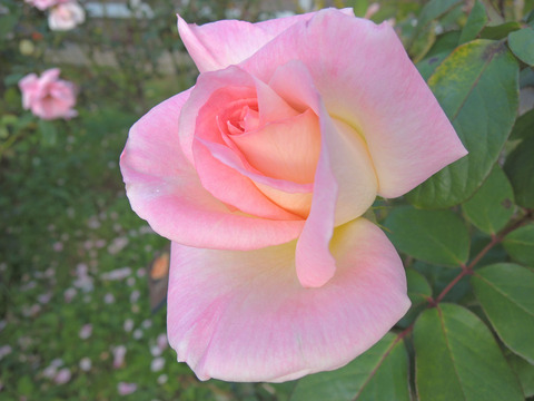 エレガント　レディ6390