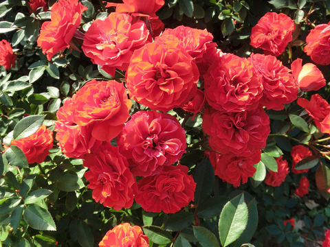 オレンジ　メイアンディナ5171