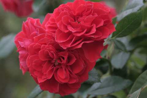 オレンジ　メイアンディナsIMG_7130