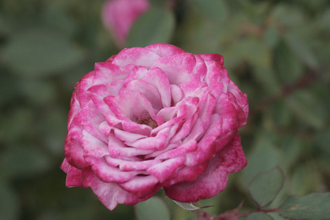 ブルー　オベーションsIMG_5175