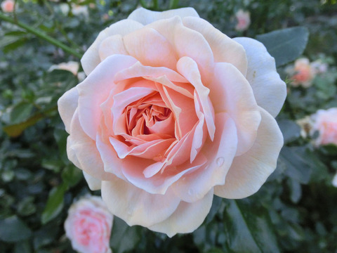 ガーデン　オブ　ローゼズsCIMG8168