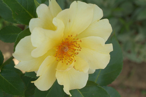 きんれんぽ　金蓮歩　（きんれんぽ）sDSCF0978