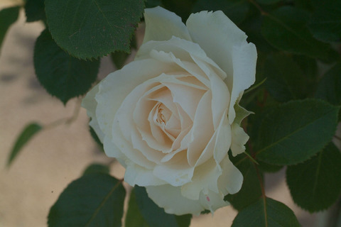 プリンセス　オブ　ウエールズ正式不詳sDSCF1345