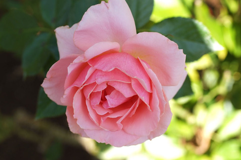 トーナメント　オブ　ローゼズsDSCF9365