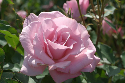 さくらがい　桜貝　（さくらがい）sDSCF1185