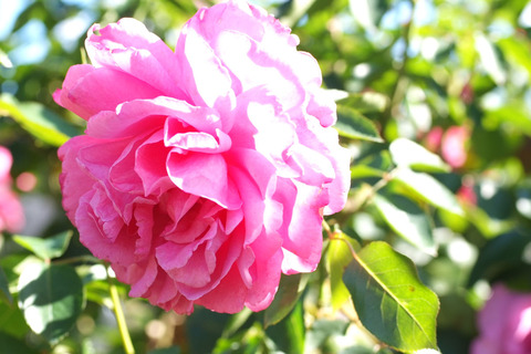 イブ　ピアッチェsDSCF9334