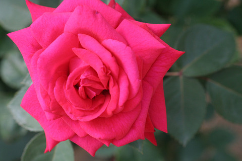 マーラ　ルビン　スタイン