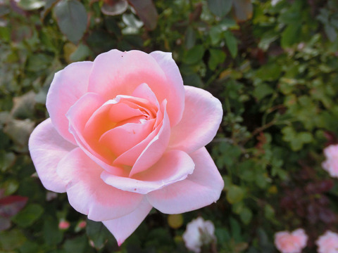 ゆうか　優花sCIMG5881