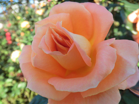 らくえん　楽園 (2)