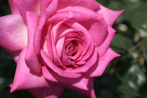 コルデス　パーフェクタ　ズーペリオア　8823