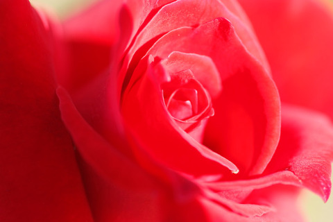 ローズ　オオサカ