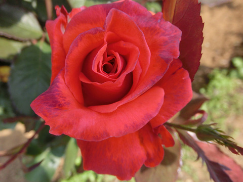 レディ　ローズsCIMG3970