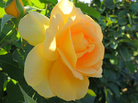 ハニー　ブーケ4863