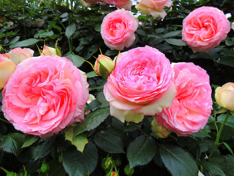 ピエール　ド　ロンサールsDSCN4463