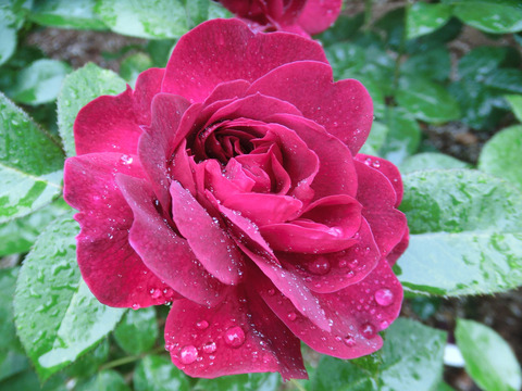 ダーシー　バッセルsCIMG6066