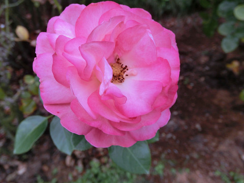 アクロポリス　ロマンティカsCIMG7033