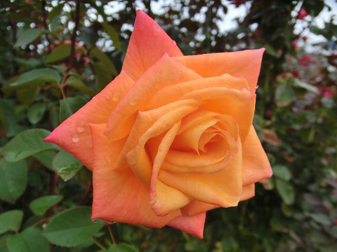 とこなつ常夏5268