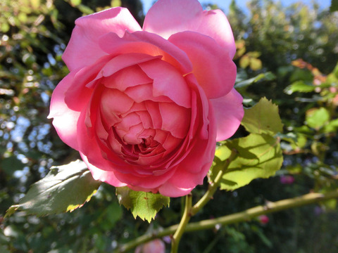 ジュビリー　セレブレーションsCIMG8237