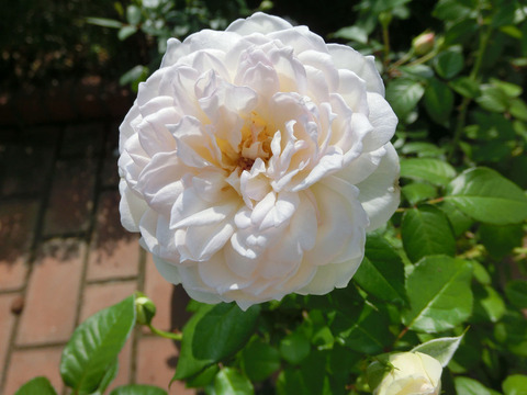 ボレロsCIMG6344