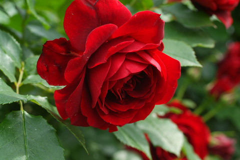 くろちょう　黒蝶　（くろちょう）sDSCF2005