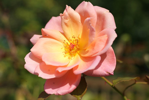 ヘレン　トロベールsDSCF0139