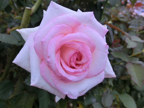 はつこい　初恋　（はつこい）sCIMG6922