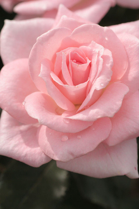 ザンブラ　’９３