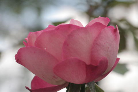 アクロポリス　ロマンティカsIMG_5537