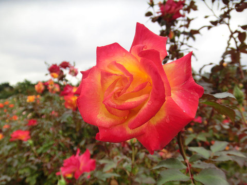 チャールストン5315