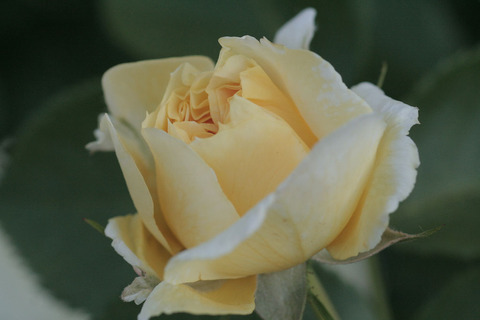 イエロー　ボタン4474