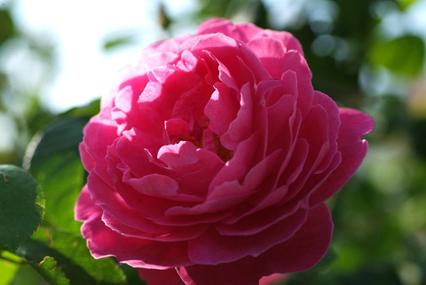 サー　エドワード　エルガーsDSCF0148