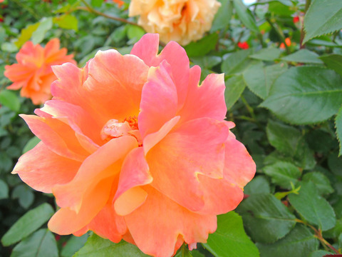 まんよう　万葉sDSCN6679