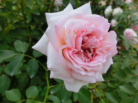 はるの　春乃　（はるの）sCIMG7280