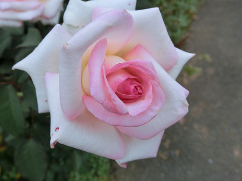 はつこい　初恋　（はつこい）sCIMG6925