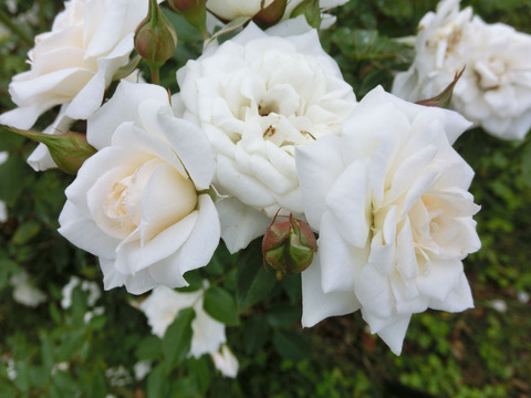 よそおいsCIMG7128