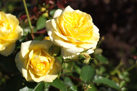 サンライト　ロマンティカsDSCF8715