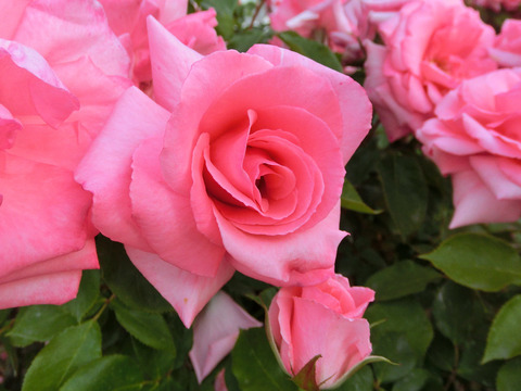 プリンセス　アイコsCIMG5034