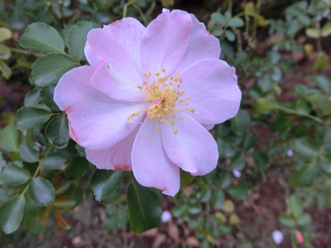 クイーン　マザーsCIMG7030