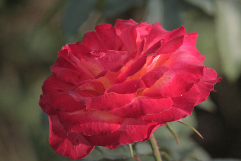 にしき　錦sIMG_5930