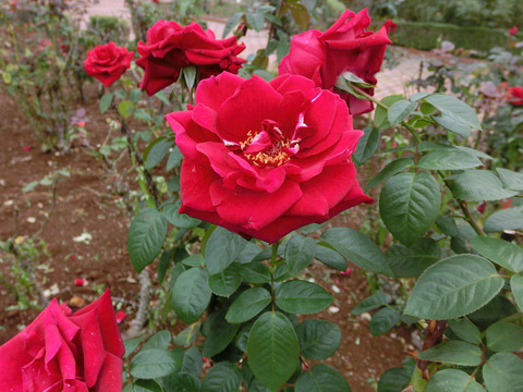 コンラッド　ヘンケルsCIMG4824