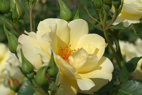 きんれんぽ　金蓮歩　（きんれんぽ）sDSCF0960