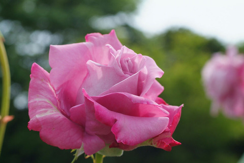 シャルル　ドゥ　ゴールsDSCF1938