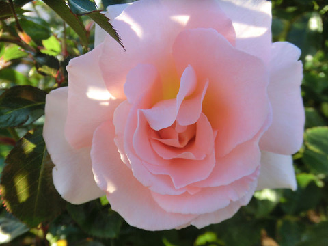 スプリング　コサージュ5249