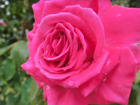 ファースト　ブラッシュ4982