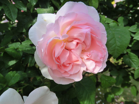 シャリファ　アスマ0398