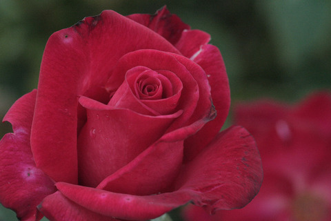 くれない　紅sIMG_5668