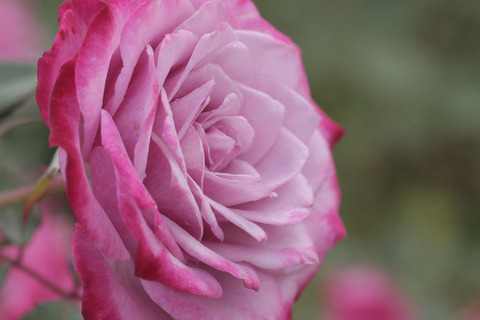 ブルー　オベーションsIMG_5201