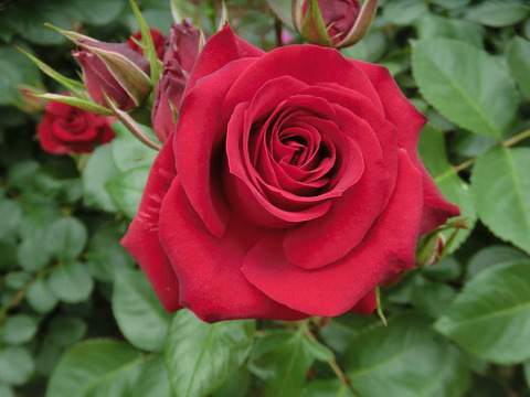 ニコロ　パガニーニsCIMG5740