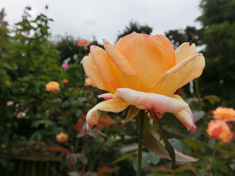 フィリップ　ノワレsCIMG4987